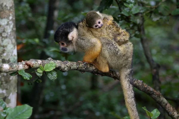 Squirrel Monkey and Baby — Stock Photo, Image