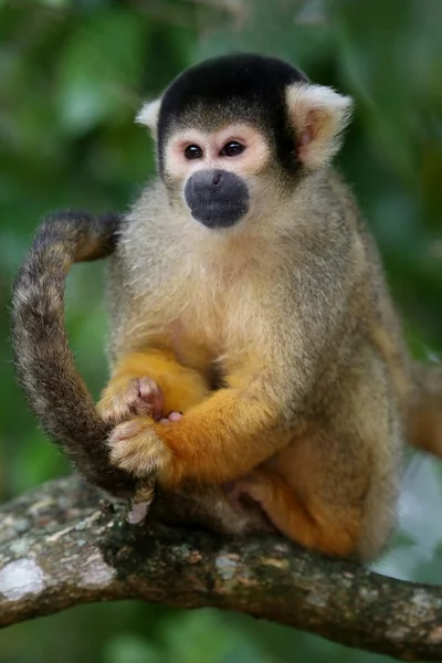 Mono ardilla en árbol — Foto de Stock