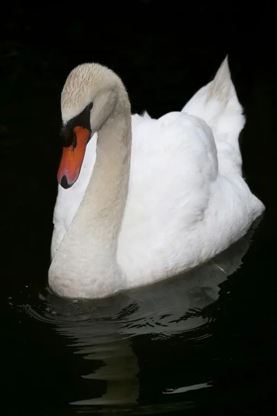 Hermoso cisne blanco — Foto de Stock