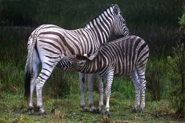 Unga zebra diande — Stockfoto