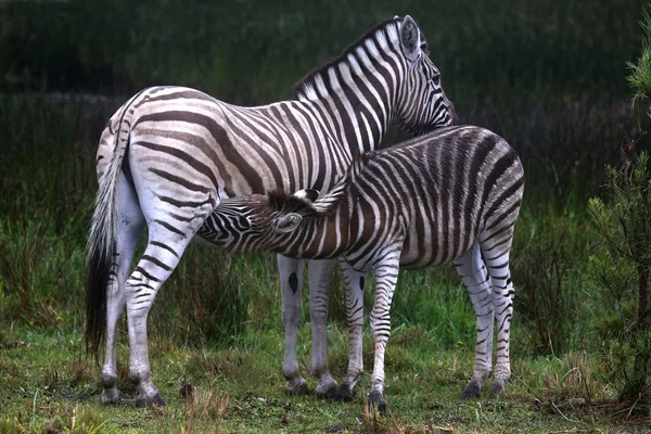 Junges Zebrasäugling — Stockfoto