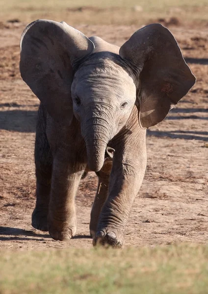 Running baby elefant — Stockfoto