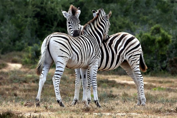 Two friendly plains zebras grooming each other