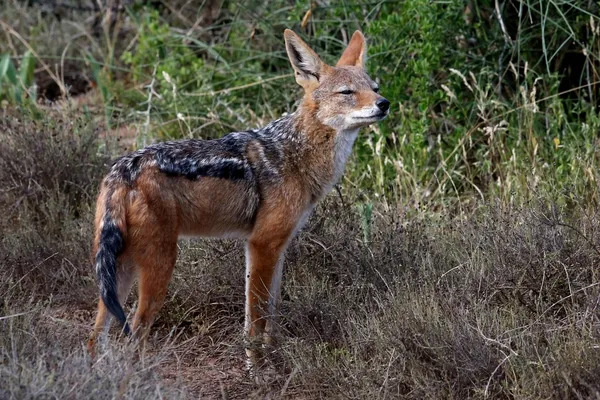 Black Backed Jackal — Stock Photo, Image