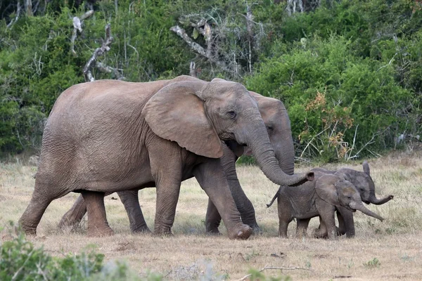 Afrikanische Elefantenbabys und Mütter — Stockfoto