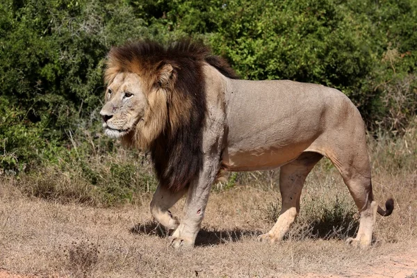 Hombre león caminando — Foto de Stock