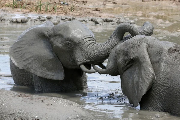 Banho de lama elefante — Fotografia de Stock