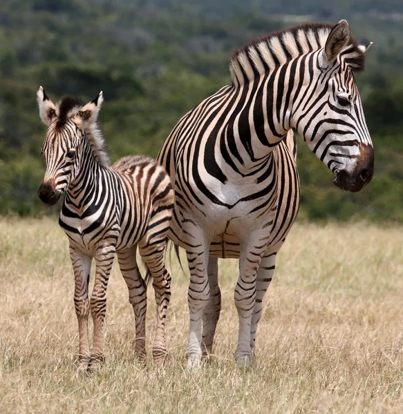 Baby zebra och mor — Stockfoto