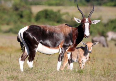 Bontebok Antelope and Baby clipart