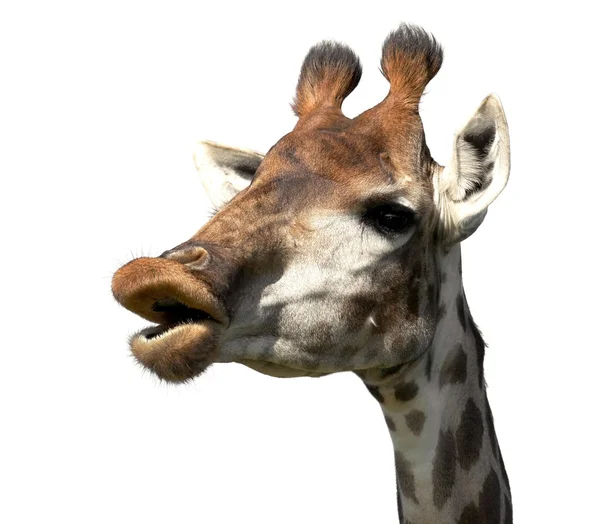 Giraffa faccia divertente — Foto Stock