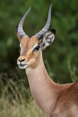 Impala antilop portre