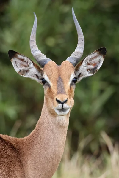 Unga impala antiloper — Stockfoto