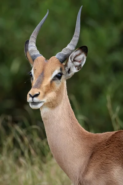 Impala antilop portre — Stok fotoğraf
