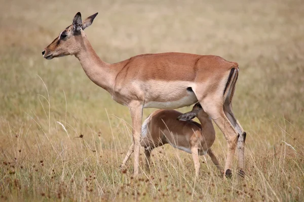 Impala Antelope Bebé y mamá — Foto de Stock