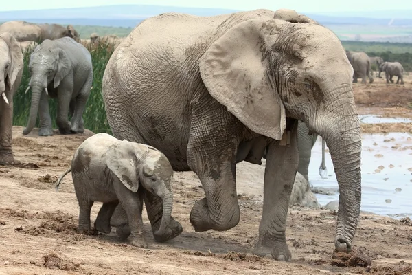 Bebê elefante africano e mãe — Fotografia de Stock