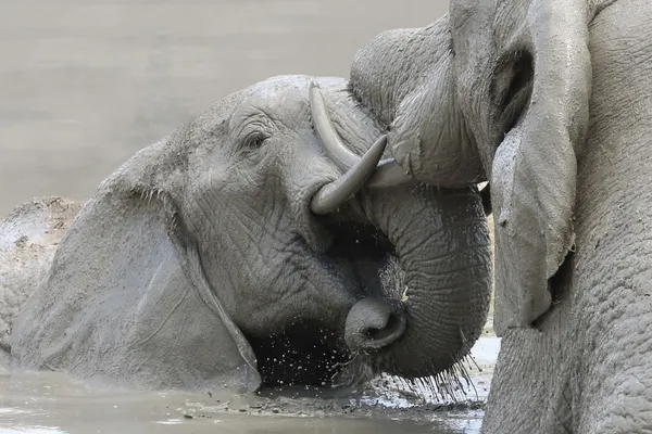 Luta de lama de elefante — Fotografia de Stock