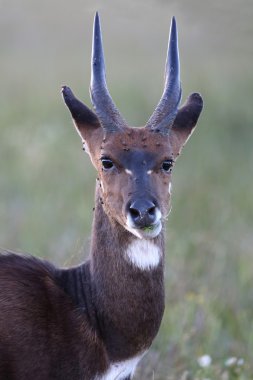Bushbusk Antelope Portrait clipart