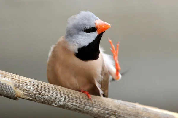 Grassfinch de Heck Grattage des oiseaux — Photo