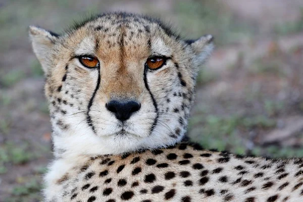 Cheetah porträtt — Stockfoto