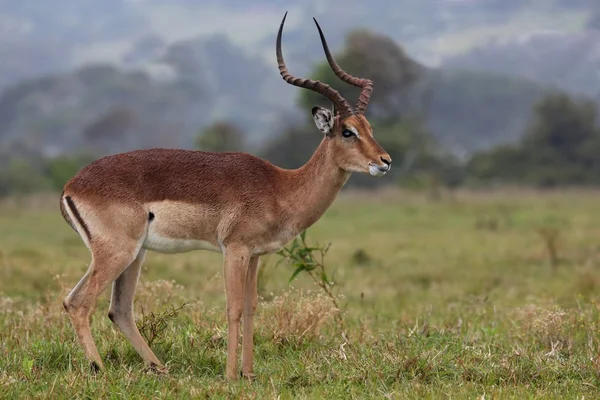 Impala-Antilopenwidder — Stockfoto