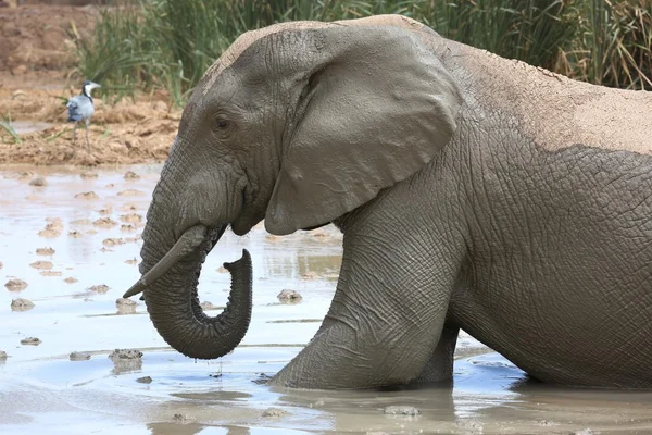 Olifant modderbad — Stockfoto