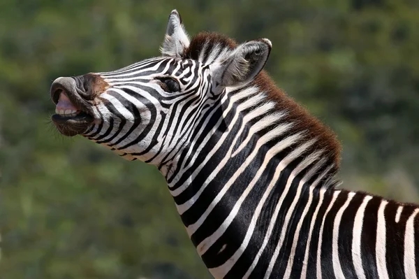 Zebraflöhe — Stockfoto