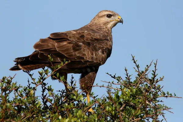 Estepa Buitre pájaro de presa — Foto de Stock