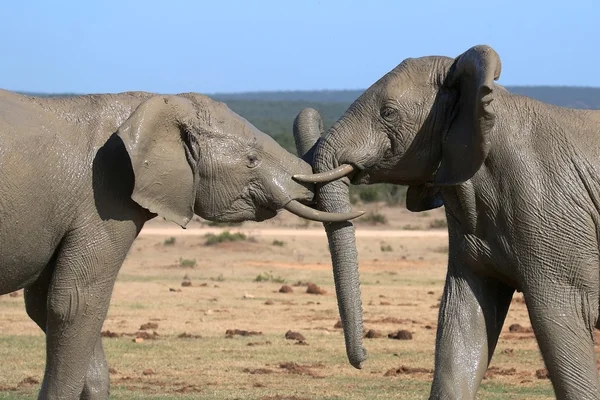 Sloní boj — Stock fotografie