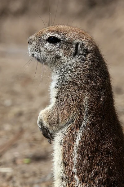 Carino scoiattolo di terra — Foto Stock