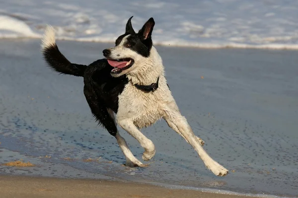 Kumsaldaki köpek. — Stok fotoğraf