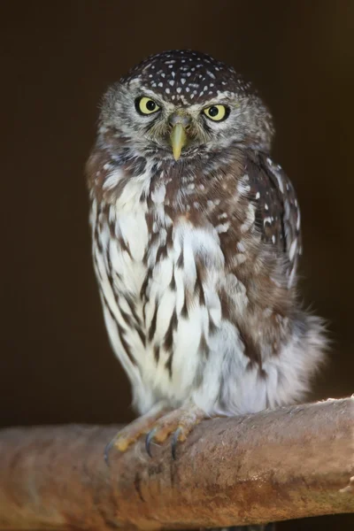 Parel-spotted uil vogel — Stockfoto