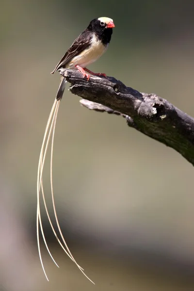 Pintailed finch pták — Stock fotografie