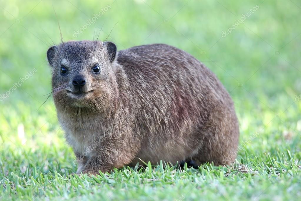 かわいいケープハイラックス動物 ストック写真 C Fouroaks かわいいケープハイラックス動物 ストック写真 C Fouroaks