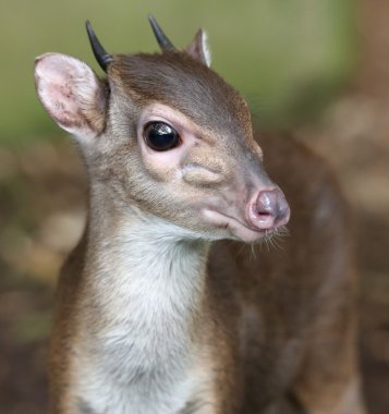 Mavi duiker antilop