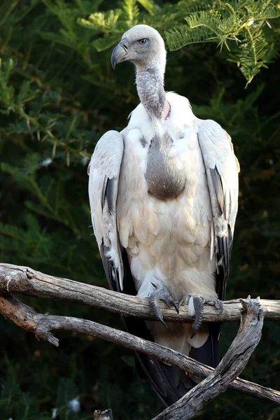 Griffon vulture vogel — Stockfoto