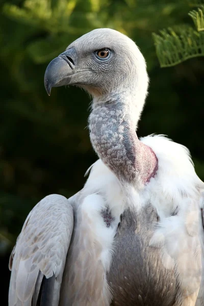 Griffon Vulture Portrait d'oiseau — Photo
