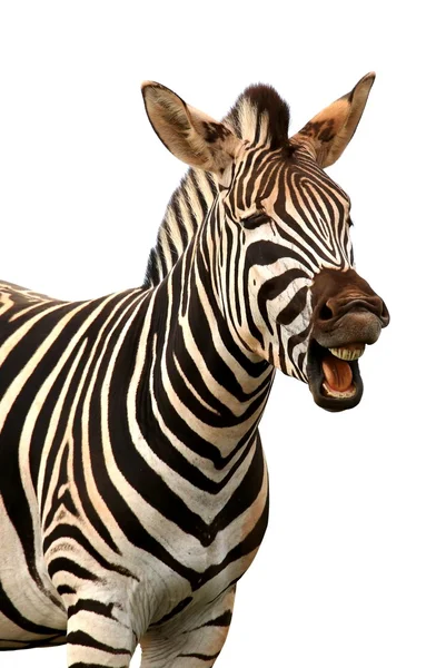 Gritando ou rindo Zebra — Fotografia de Stock