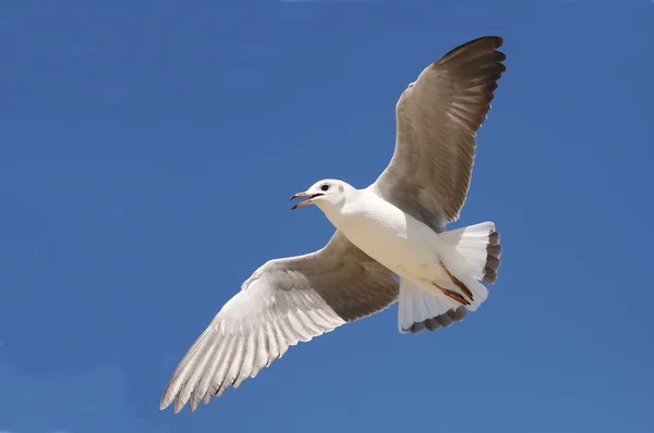 Möwenflug — Stockfoto