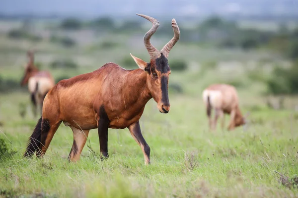 Rode hartebeest antelope — Stockfoto
