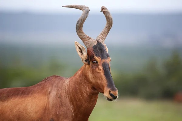 빨간 hartebeest 영양 — 스톡 사진