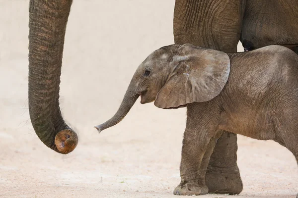 Jour Vieux bébé éléphant africain et maman — Photo