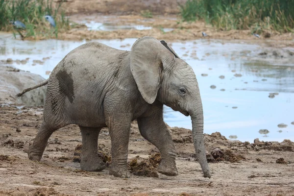 Elefante africano bebê no buraco da água — Fotografia de Stock