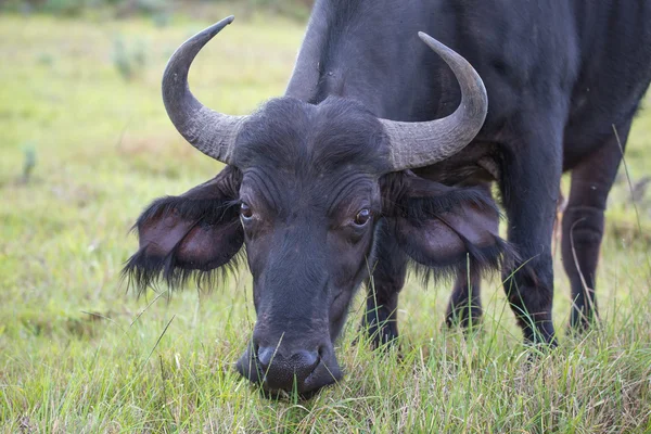 Kvinnliga cape buffalo — Stockfoto