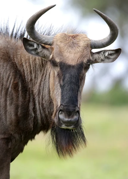 Siyah wildebeest antilop — Stok fotoğraf