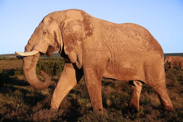 Enorme Africano Elefante Masculino — Fotografia de Stock