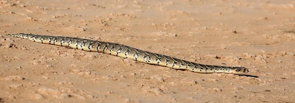 Puffader wąż gad — Zdjęcie stockowe
