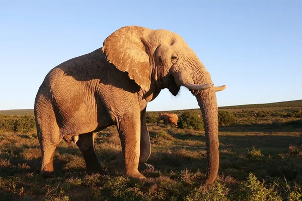 Enorme Africano Elefante Masculino — Fotografia de Stock