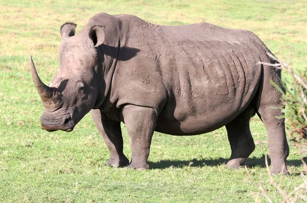 Портрет белого носорога — стоковое фото