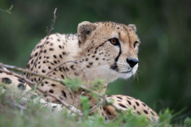 Cheetah vahşi kedi