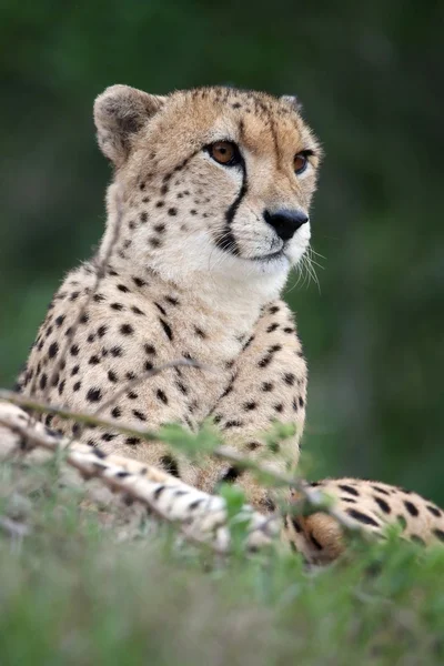 Cheetah Wild Cat Royalty Free Stock Photos